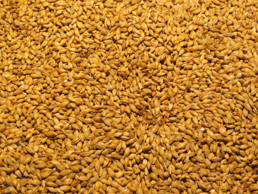 Grains de malt d'orge