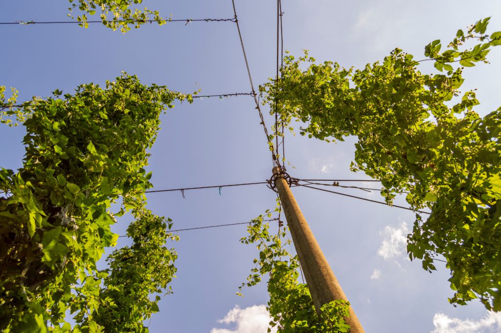 Plants de houblon